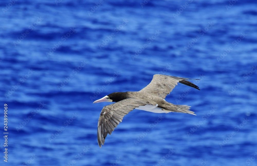 Fototapeta premium Brown Booby