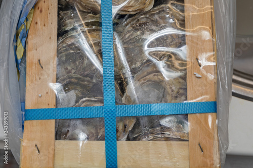 Oysters in Package