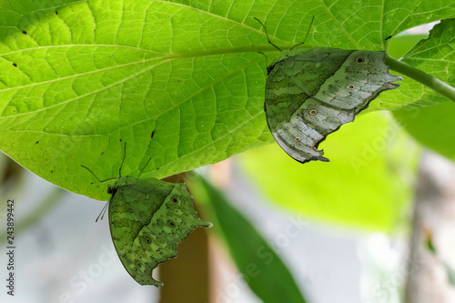 Protogoniomorpha parhassus photo