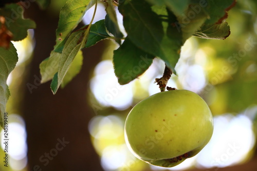 apple on branch