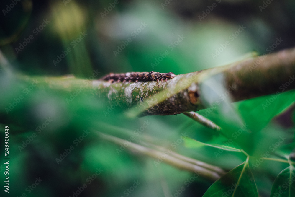 worm on a leaf