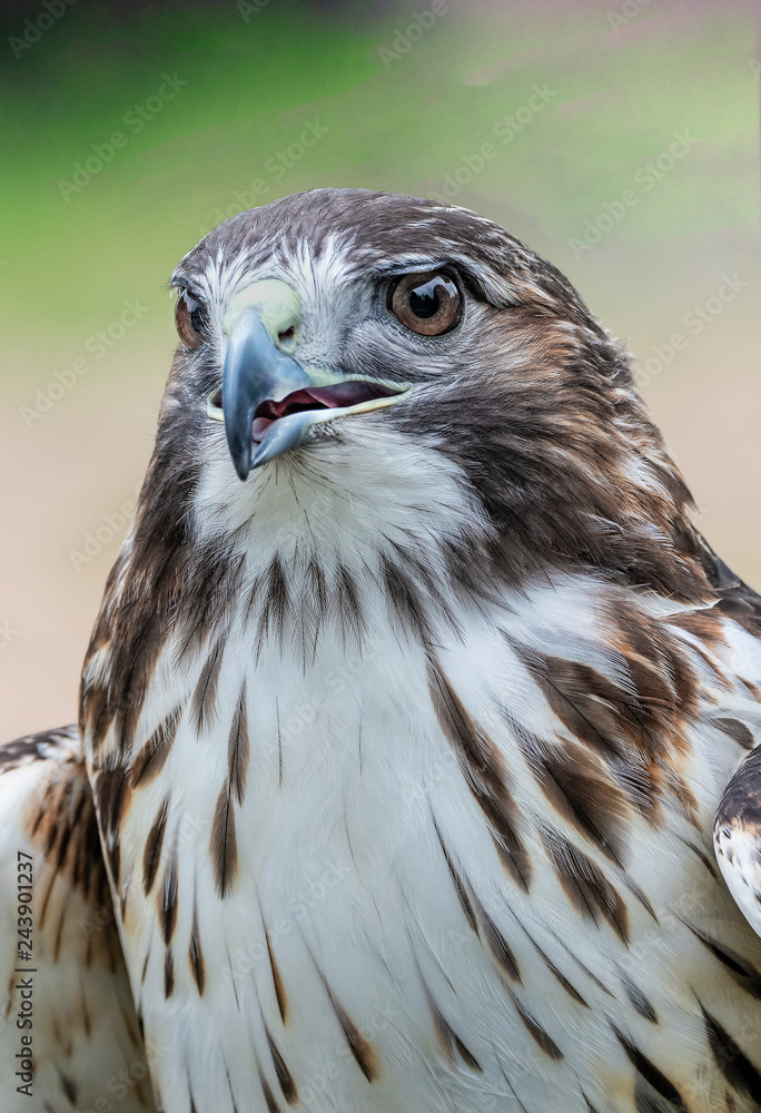 Obraz premium red tail hawk