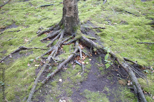 nude tree roots in the forest