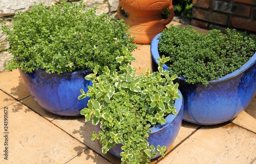 Thyme in pots.
