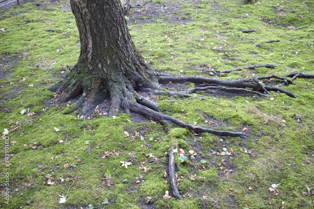 Fototapeta premium nude tree roots in the forest