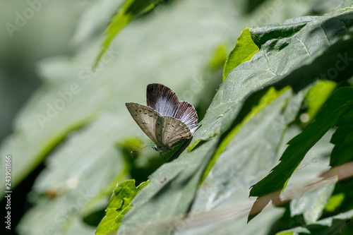 Heller Wiesenknopf-Ameisenbläuling