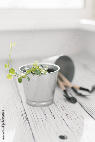 Plectranthus in zinc flowerpot and small garden tools.