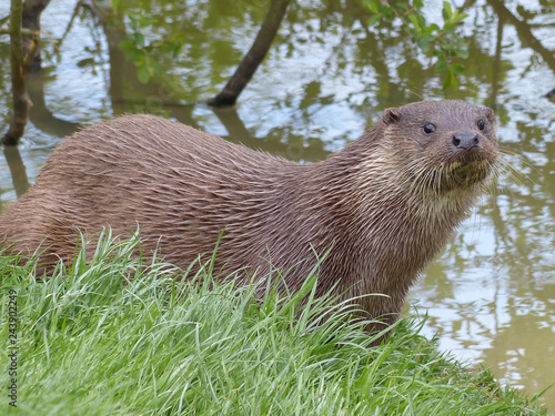 European Otter 2