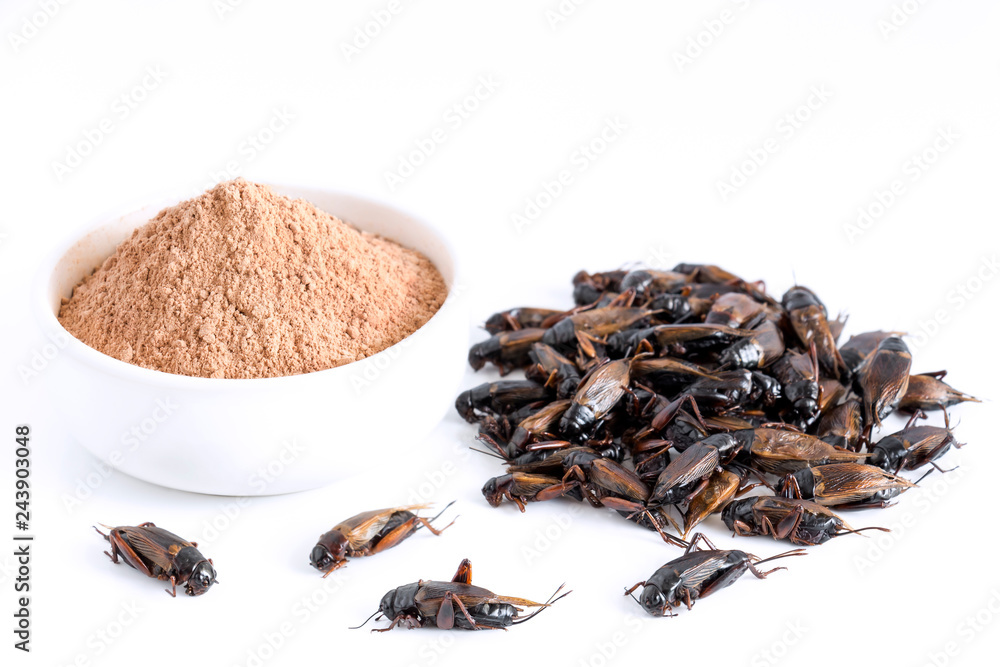 Cricket powder insect and pile Gryllus Bimaculatus for eating as food ...