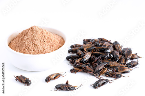 Cricket powder insect and pile Gryllus Bimaculatus for eating as food items made of cooked insect meat in bowl on white background is good source of protein edible for future and entomophagy concept. photo