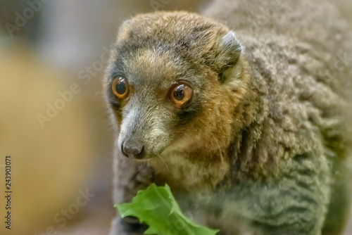 Mongoose lemur, Eulemur mongoz, a small primate, native to Madagascar and the Comoros Islands. Portrait photo