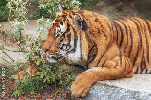 Sumatran Tiger  Panthera tigris sumatrae   small  big cat is a loner. Origin is Indonesian island of Sumatra