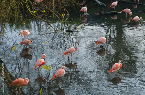 The view on pink flamingos and their reflections in a shallow pond.