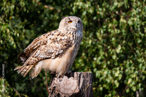 The Owl III