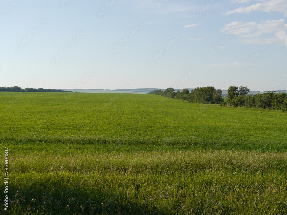 Obraz premium meadow