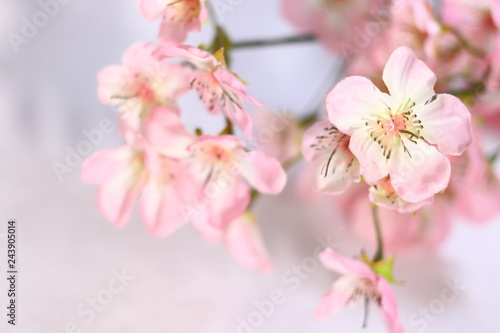 桜の花と余白(白背景)