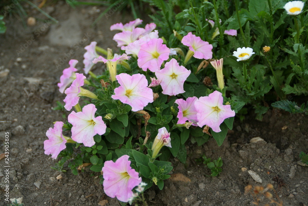 Blooming pink white spring summer flower Blooming pink white spring summer flower