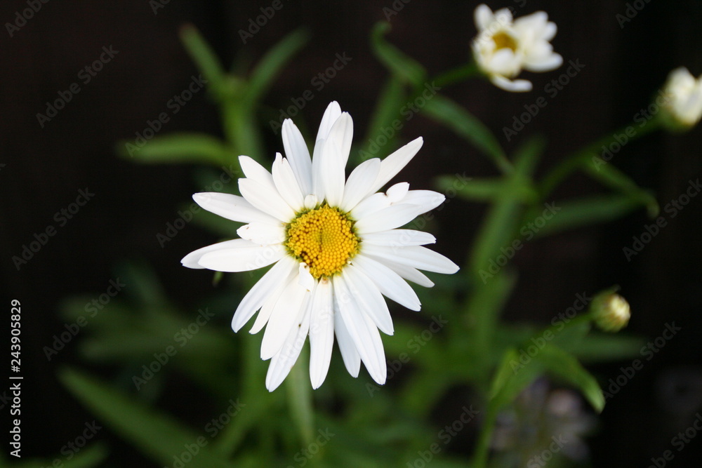 Fototapeta premium Blooming white spring summer flower