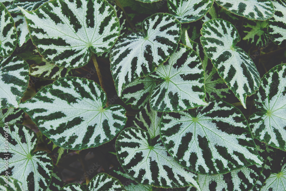 Beautiful Foliage Leaves of Begonia  Plant as Natural Background