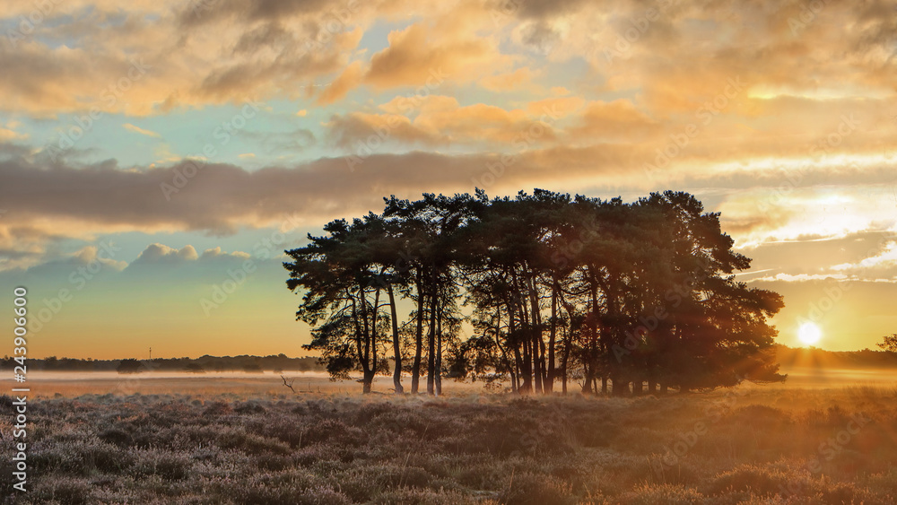 Warm sunrays over a tranquil moor during daybreak at Regte Heide, Goirle, The Netherlands