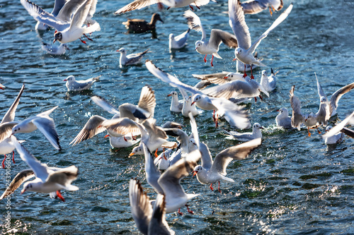 flock of seagulls fighting over food 