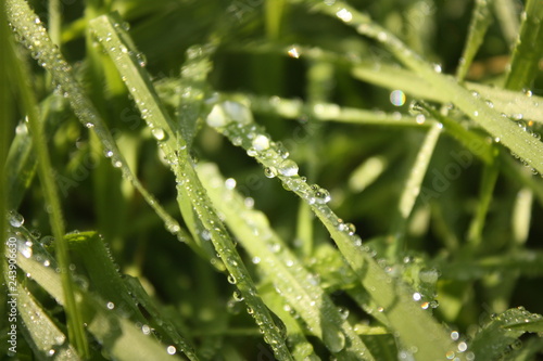 dew drops on a fresh grass