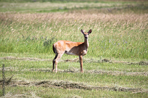 A white-tailed deer standing in a field