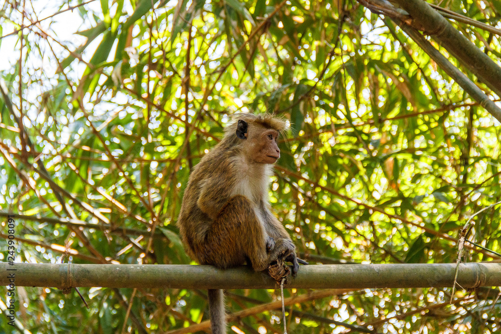 Naklejka premium Single toque macaque monkey sitting on a bamboo branch, Peradeniya, Sri Lanka
