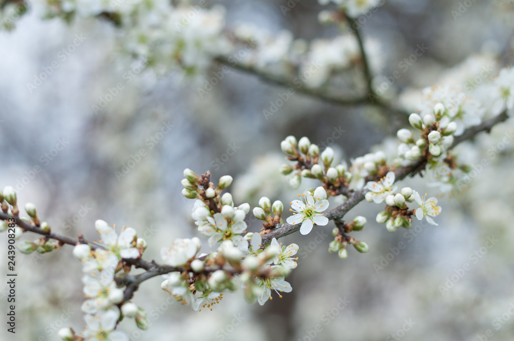 Obraz premium Sloe Blossoms