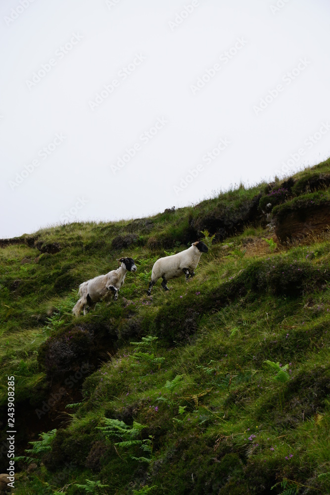 Fototapeta premium Scotland Landscape