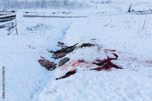 guts and blood of disembowelled deer or boar on snow in winter in austria, possible poacher or hunter photo