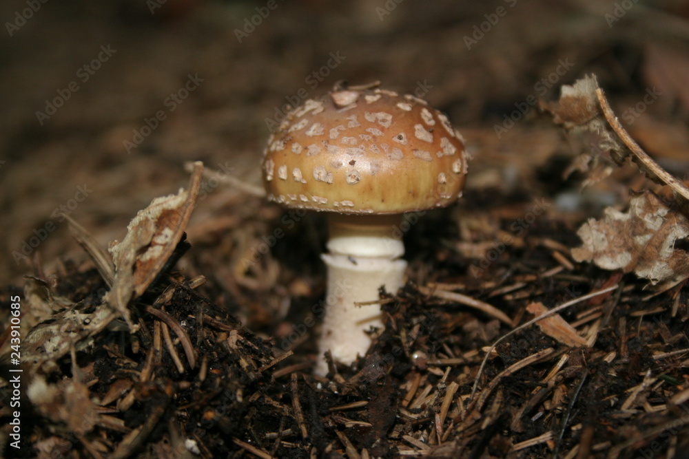 funghi2015 funghi2015
