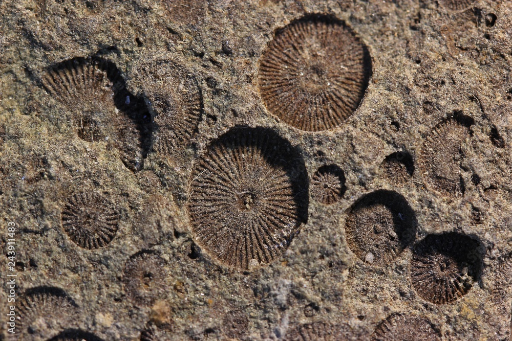 Fossile Crinoiden (Trochiten) aus dem Oberdevon, Makro