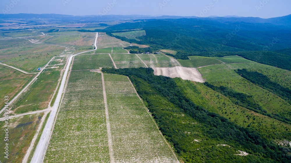 green grape fields
