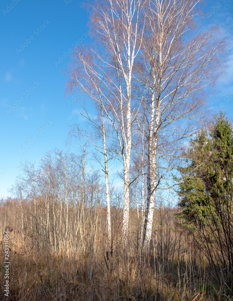 three large birches with bushes in an overgrown ditch; Autumn landscape in rural area with old brown grass and trees, blue sky three large birches with bushes in an overgrown ditch; Autumn landscape in rural area with old brown grass and trees, blue sky