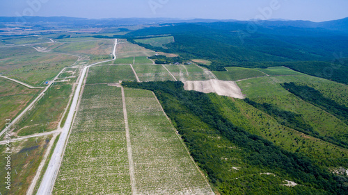 Obraz na płótnie green grape fields w salonie