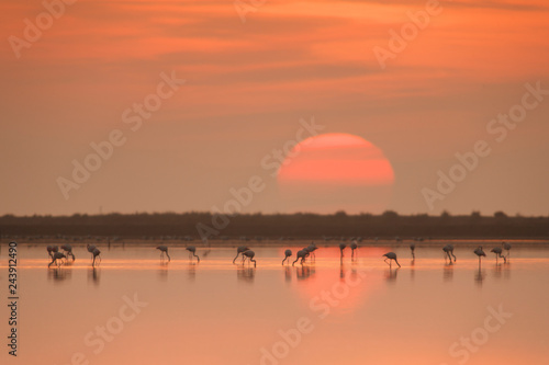 Flamencos al amanecer