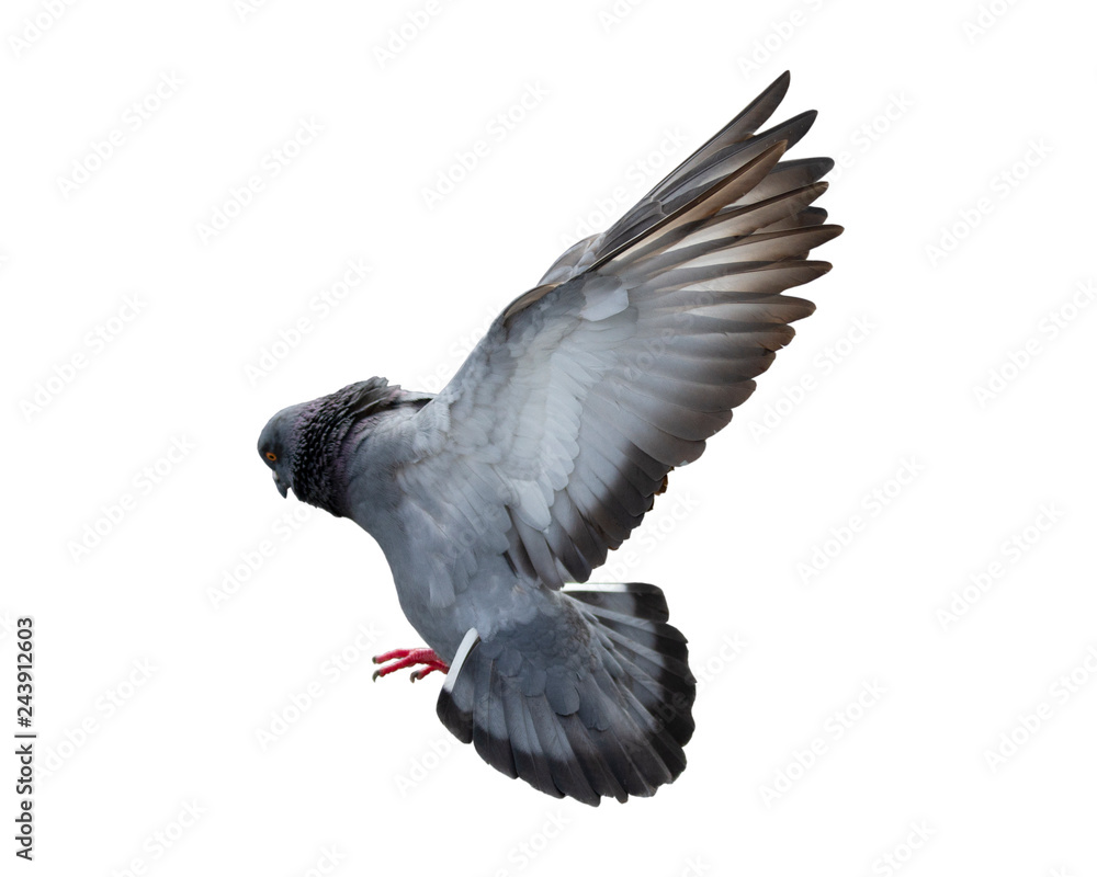 Fototapeta premium Pigeon flying isolated on white background