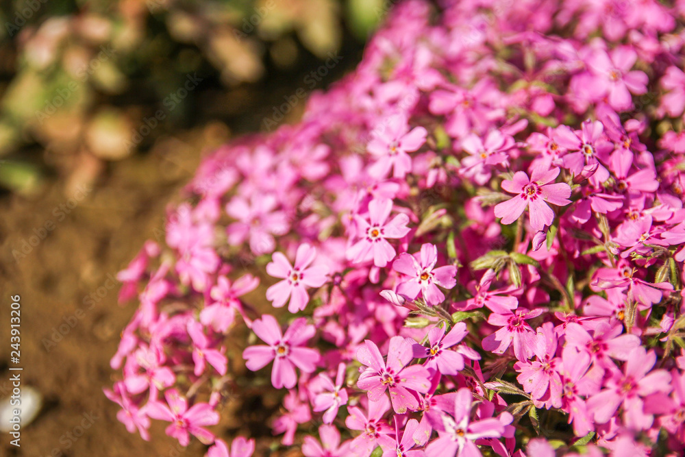 Obraz premium background beautiful live flowers