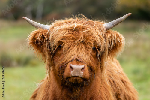 Rind - Porträt eines braunen Jungbullen 