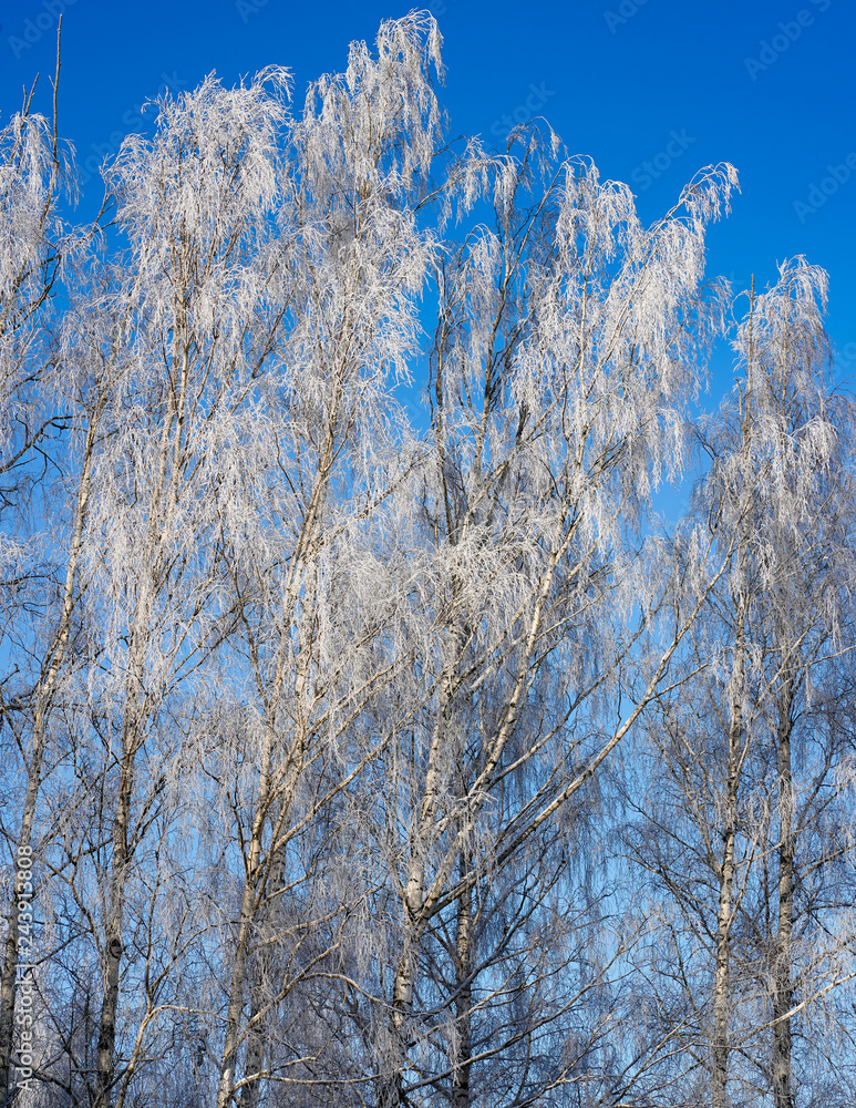 Cold winter day, rime covered birch branches all; blue sky background, view from the bottom up to the tree tops with white frost; Cold winter day, rime covered birch branches all; blue sky background, view from the bottom up to the tree tops with white frost;