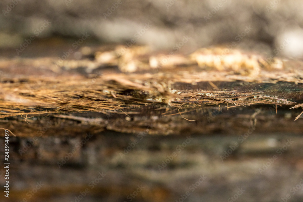 Tree Skin Close up