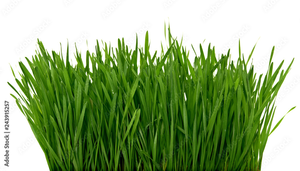 Wheat green grass isolated on white background Wheat green grass isolated on white background