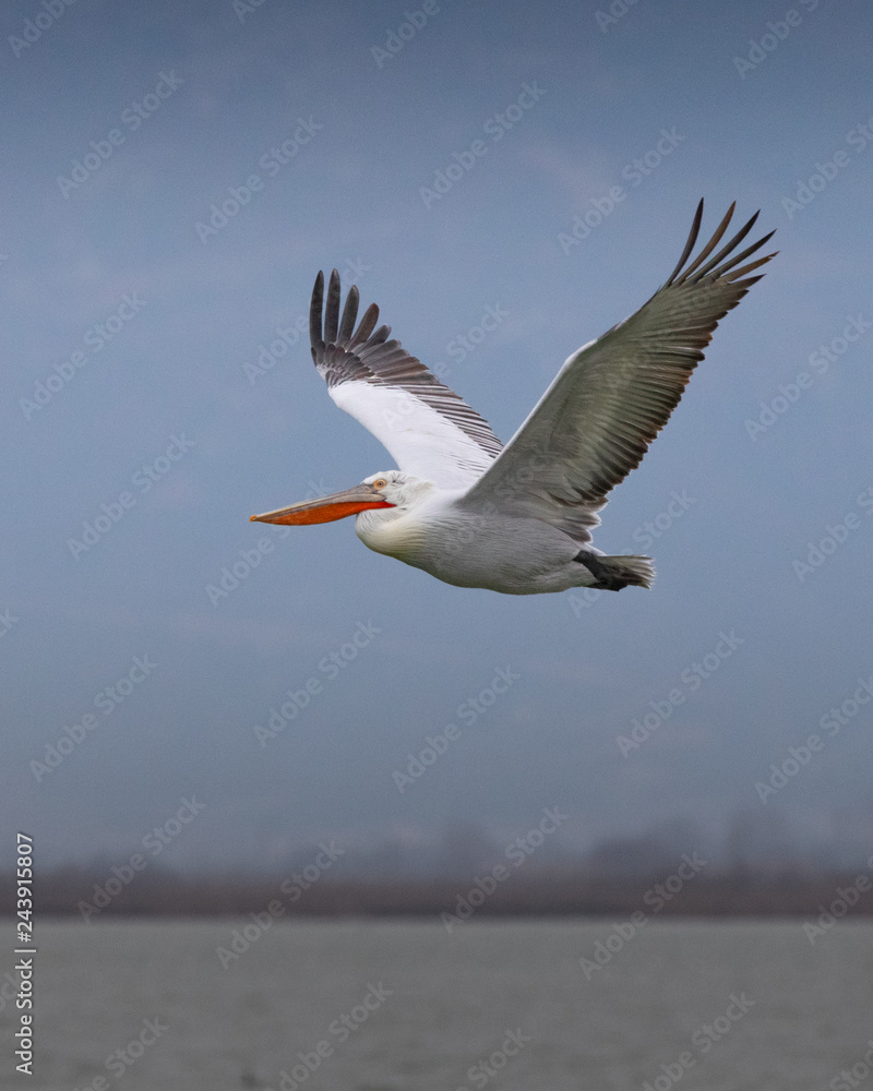 Close-up of a beautiful pelican flying in the blue sky over Vistonida lake in Rodopi, Greece Close-up of a beautiful pelican flying in the blue sky over Vistonida lake in Rodopi, Greece