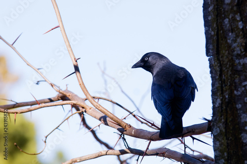 Zanate - Pájaro parecido al cuervo con ojos azules