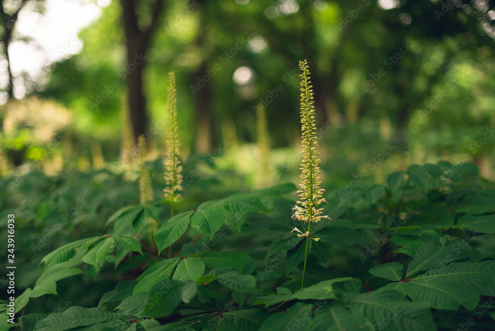 Naklejka premium bottlebrush buckeye flowers blooming in the woods