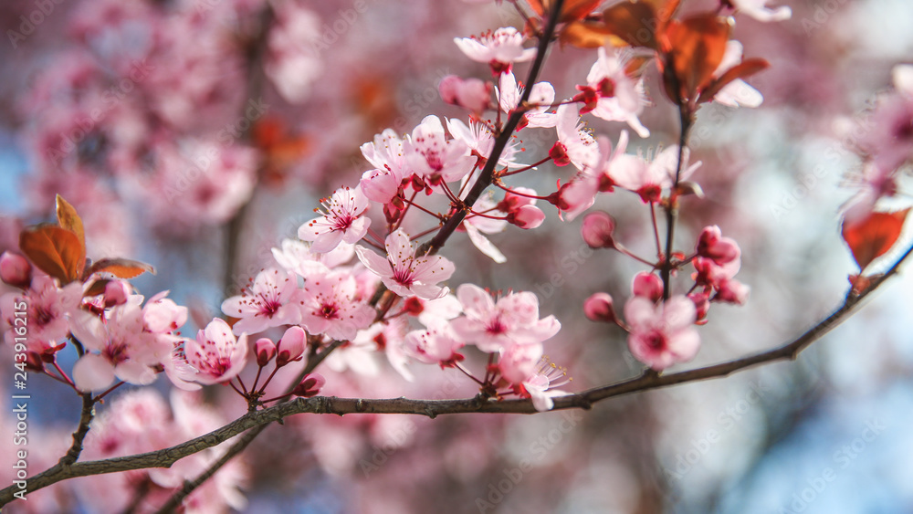 Spring blossom border with pink blooming tree. Beautiful nature scene with flowers on tree and sun flare. Sunny day. Beautiful Orchard Spring blossom border with pink blooming tree. Beautiful nature scene with flowers on tree and sun flare. Sunny day. Beautiful Orchard