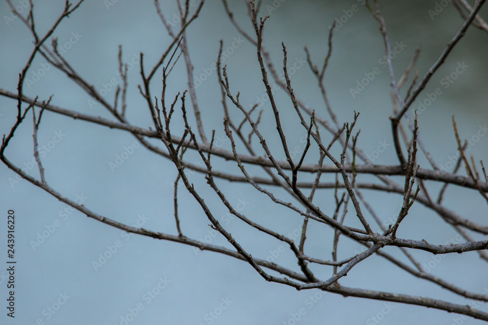 Dead Branch by The Sea