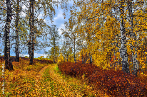 Picturesque autumn landscape in golden autumn forest on hill