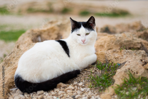 Cat on Cape Greco photo